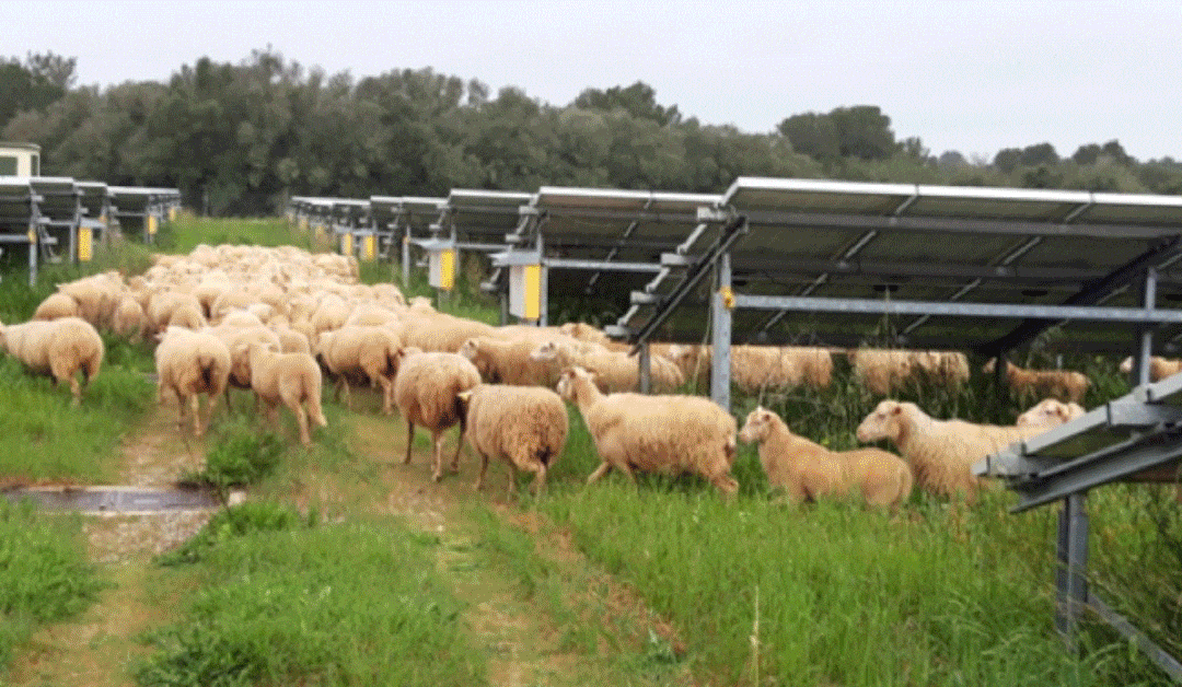 Plantas fotovoltaicas en las fincas ganaderas de Extremadura